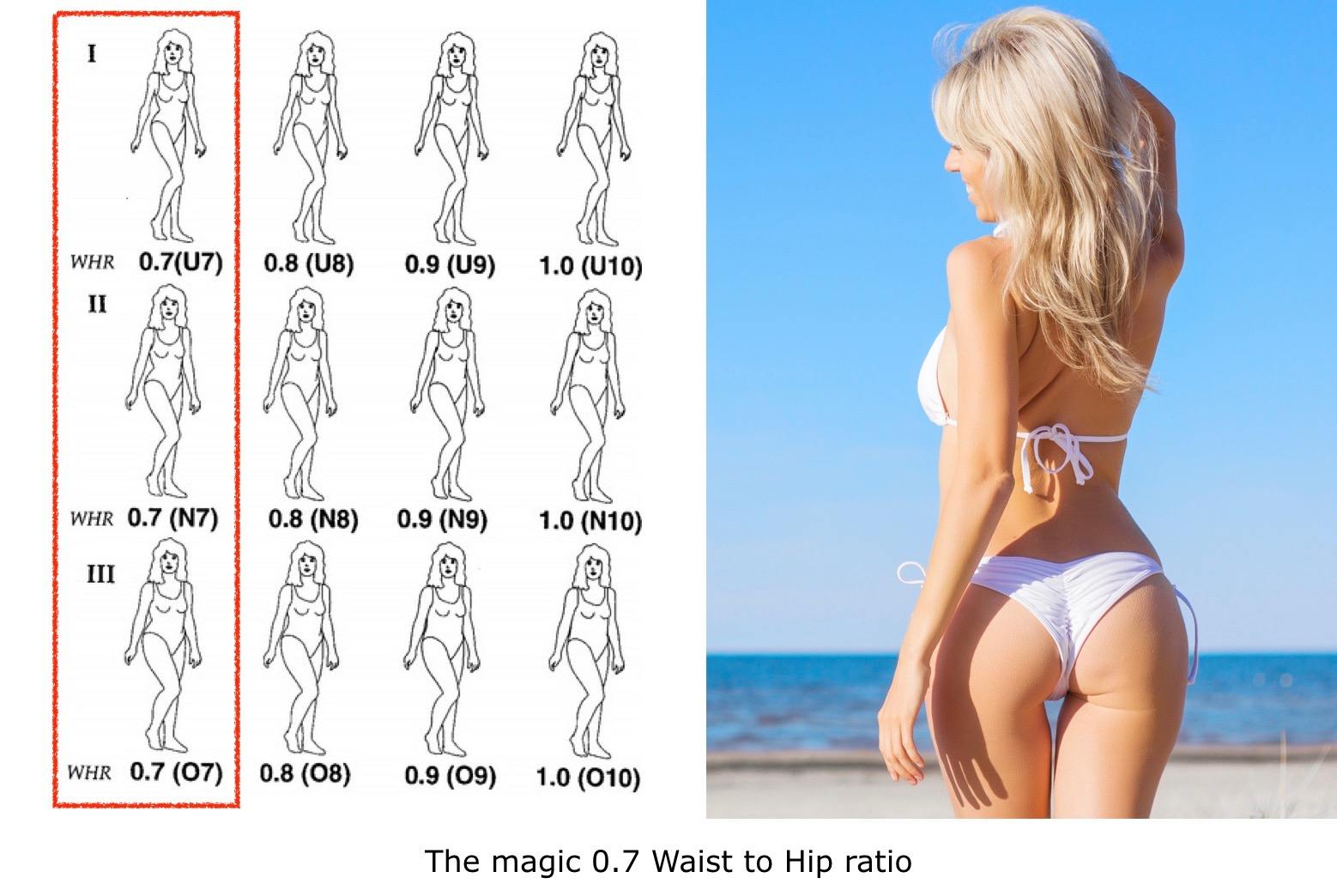 Hip to waist ratio chive